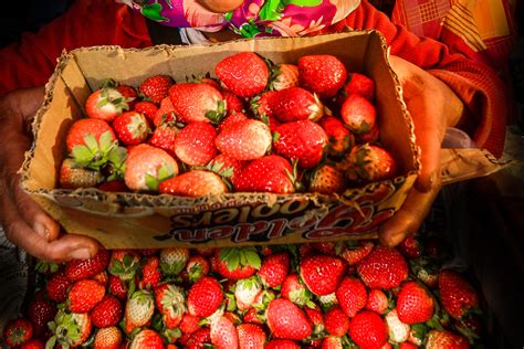 The Best Baguio Pasalubong and Delicacies .